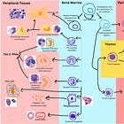 “The Lymphoid Lineage: Special Forces of Your Immune System”