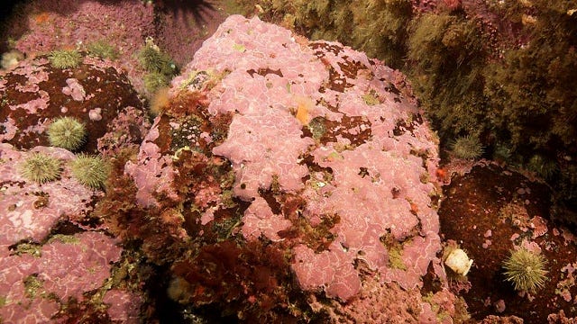 Clathromorphum compactum