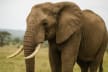 The Elephant Chronicles