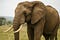 The Elephant Chronicles