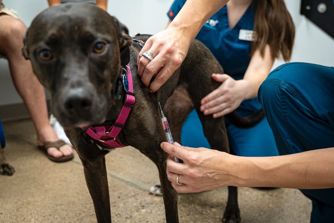 Get ready to head back to the dog park: Minnesota's canine flu outbreak has slowed Get ready to head back to the dog park: Minnesota's canine flu outbreak has slowed