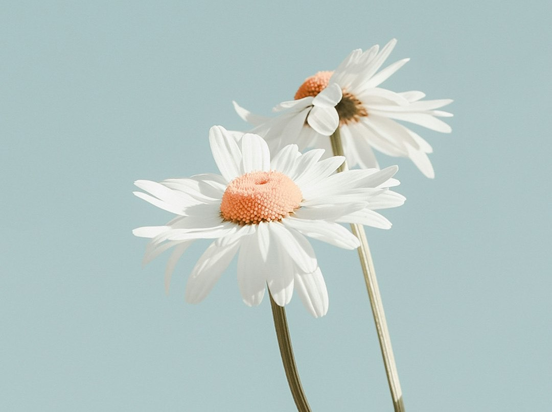 three daisies in a vase against a blue sky