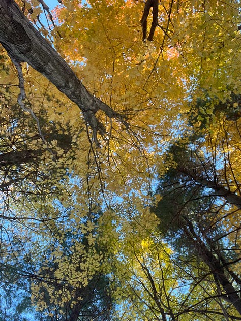 pictures of tree swallow houses among goldenrodd and yellow trees, then a young larch turning gold, and finally a picture of the canopy, mostly yellows.