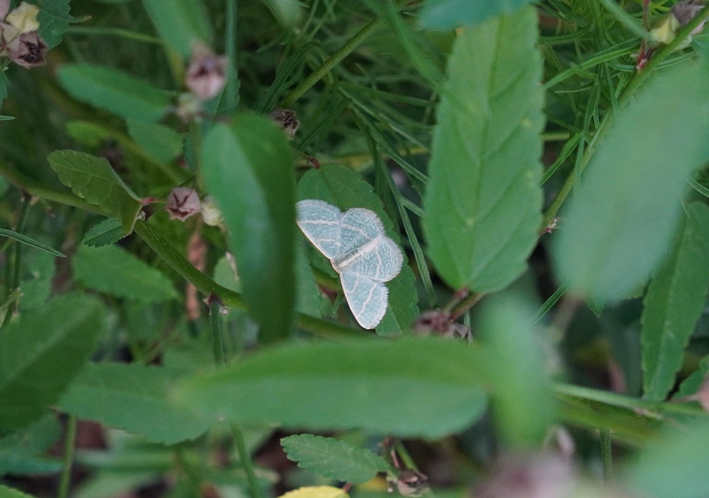 A Blackberry Looper Moth, white with fringed edges on her wings tucked into some foliage