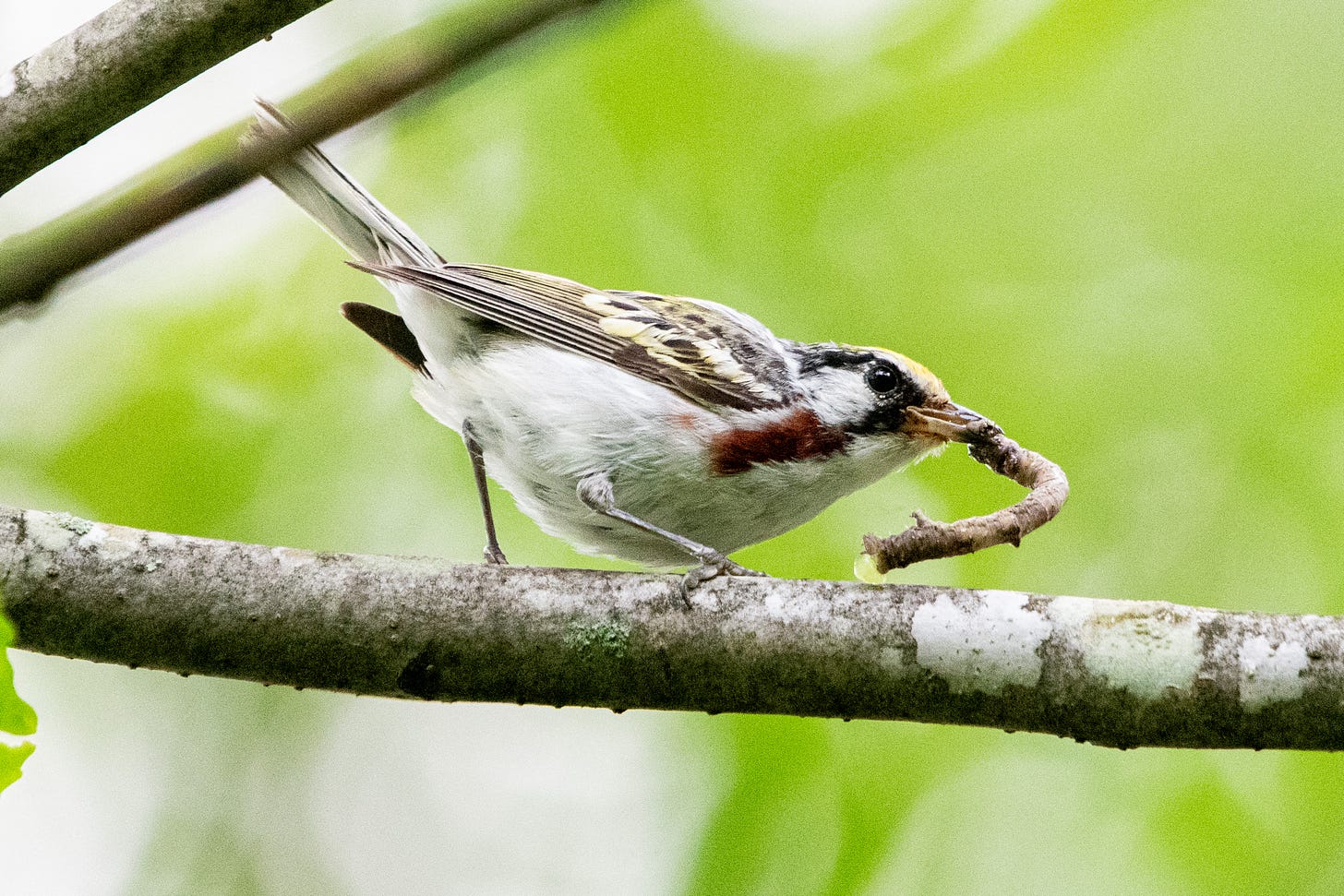 A chestnut-sided warbler wrestling with a large twig-like caterpillar
