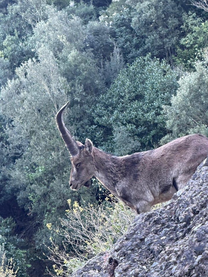 Roca Foradada, Ibex and a helicopter