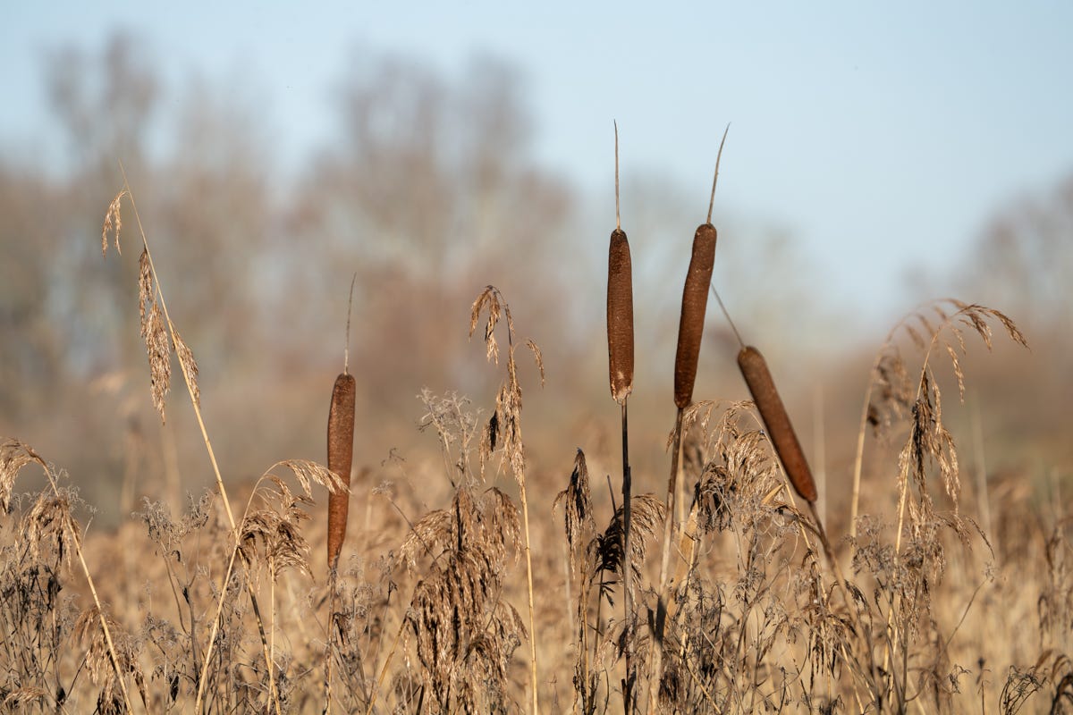 Four sausage-like stems rise out of the reedbed in golden light Four sausage-like stems rise out of the reedbed in golden light