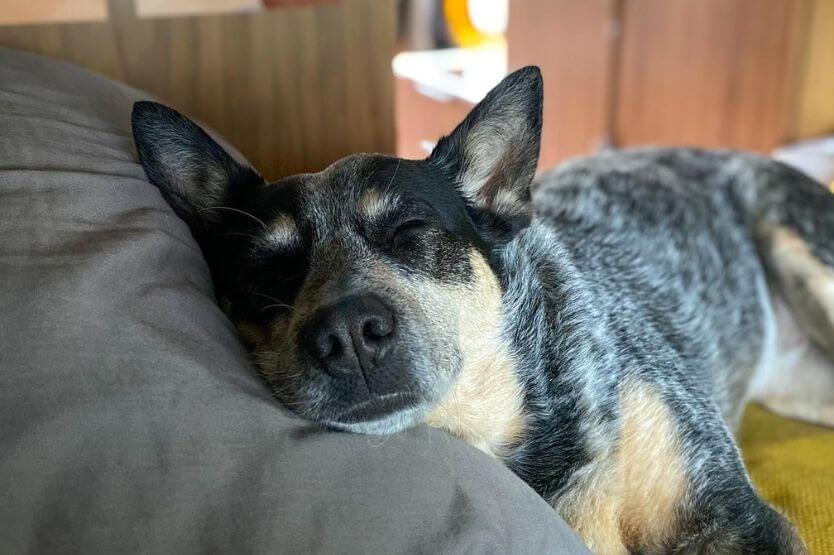 Scout the blue heeler sleeps with her head on a pillow
