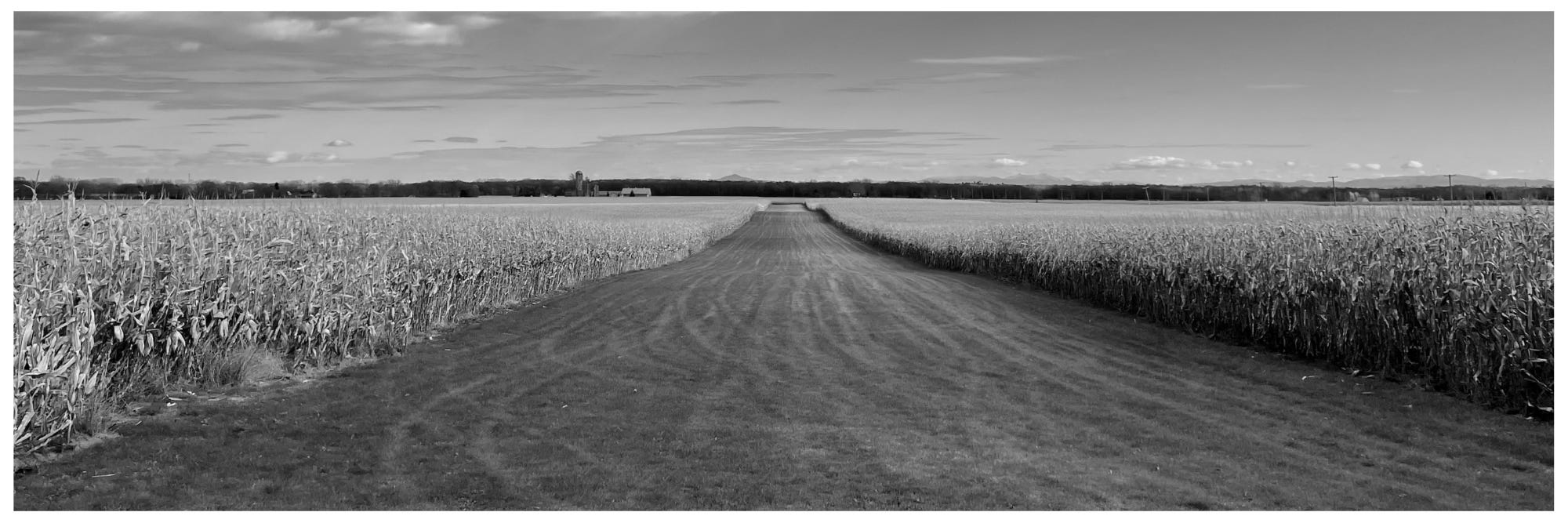 rows of corn for miles rows of corn for miles