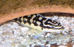 image stolen from wikipedia