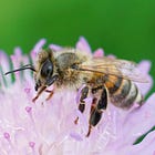 Bees And Butterflies Are Being Killed In Mass And No One Is Talking About It, While Trump Prioritizes Glyphosate Production While Spraying The Skies