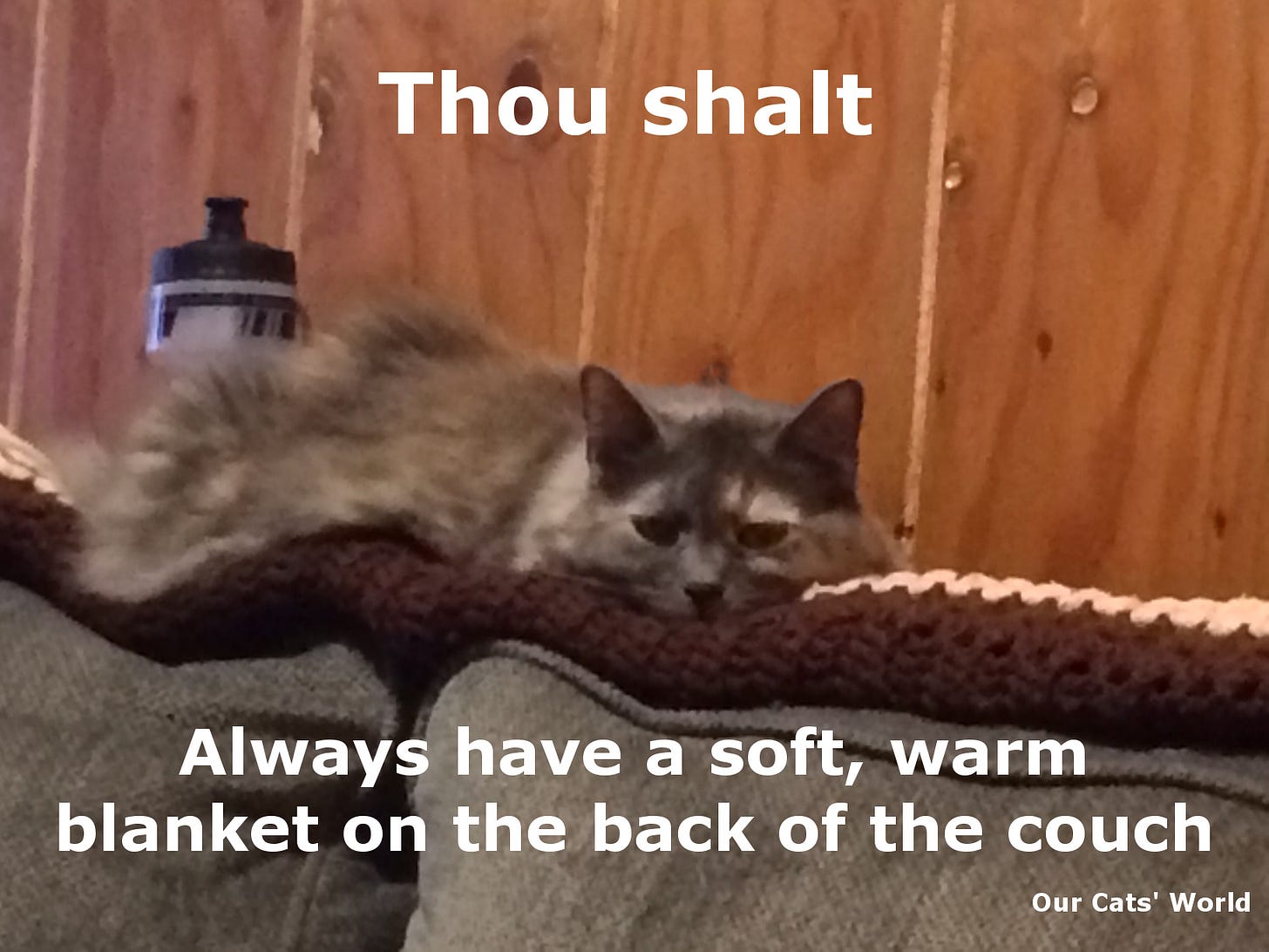 Aria_Bored_Feline_Commandment Aria_Bored_Feline_Commandment