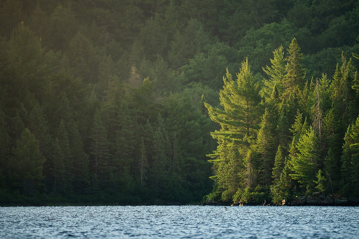 Algonquin • Fotografia panorâmica feita com uma Nikon Z 180-600 F/6.3. Algonquin • Fotografia panorâmica feita com uma Nikon Z 180-600 F/6.3.