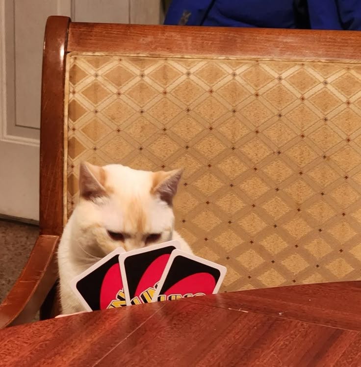 This may contain: a cat sitting at a table with playing cards in front of its face on the chair