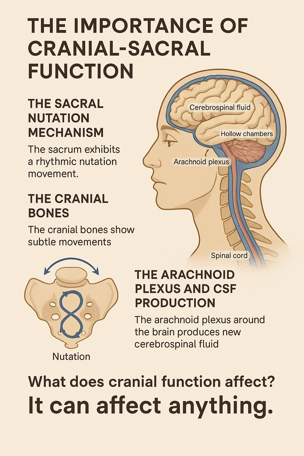 Sub Carnial Collection The Importance of Cranial-Sacral Function