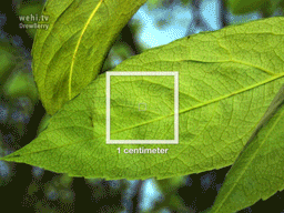 PlantZoom_256.gif PlantZoom_256.gif