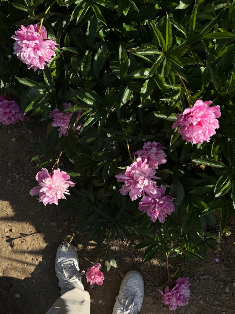 Peonies in Marie Antoinette's garden
