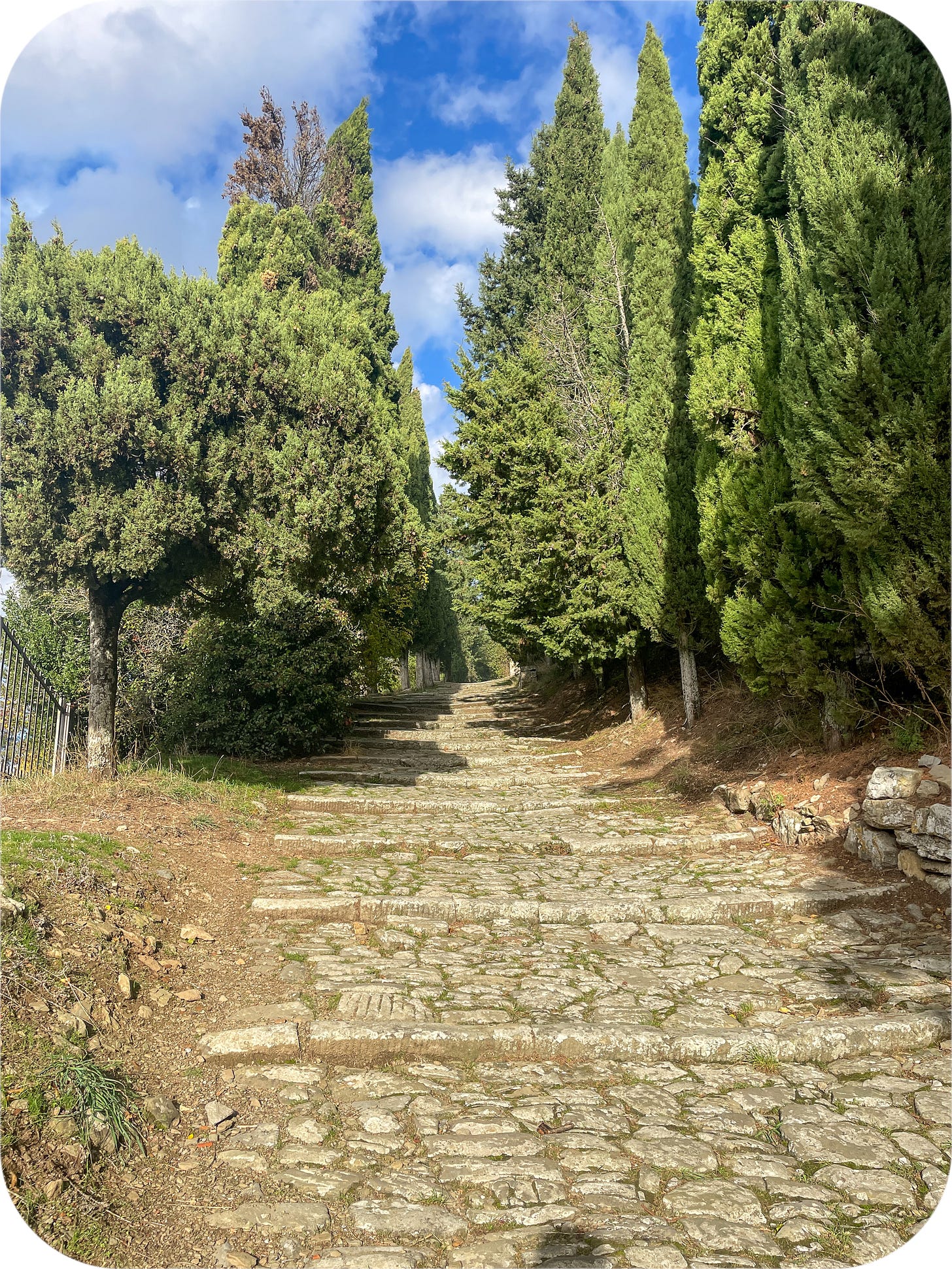 Cypress trees near Cortona, Italy