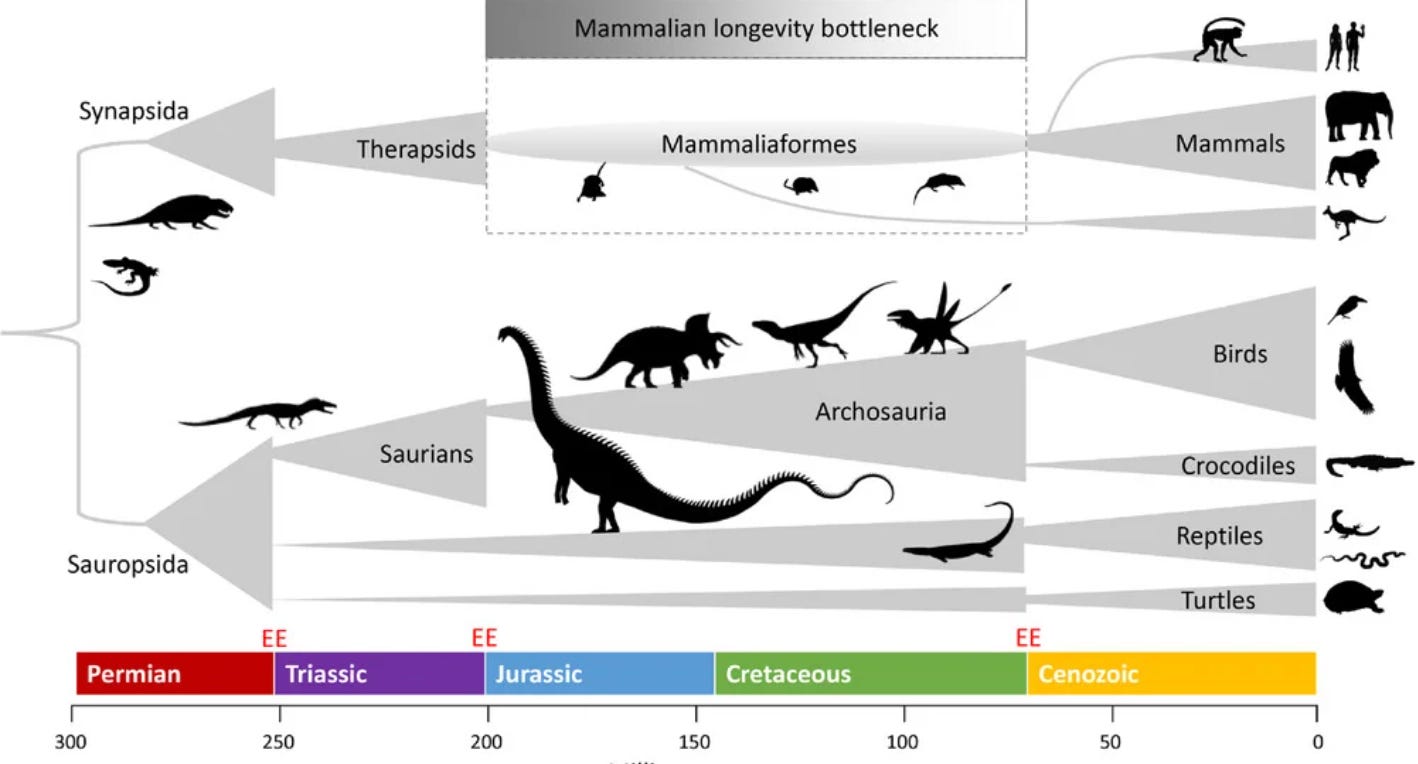 le mammalian longevity bottleneck le mammalian longevity bottleneck