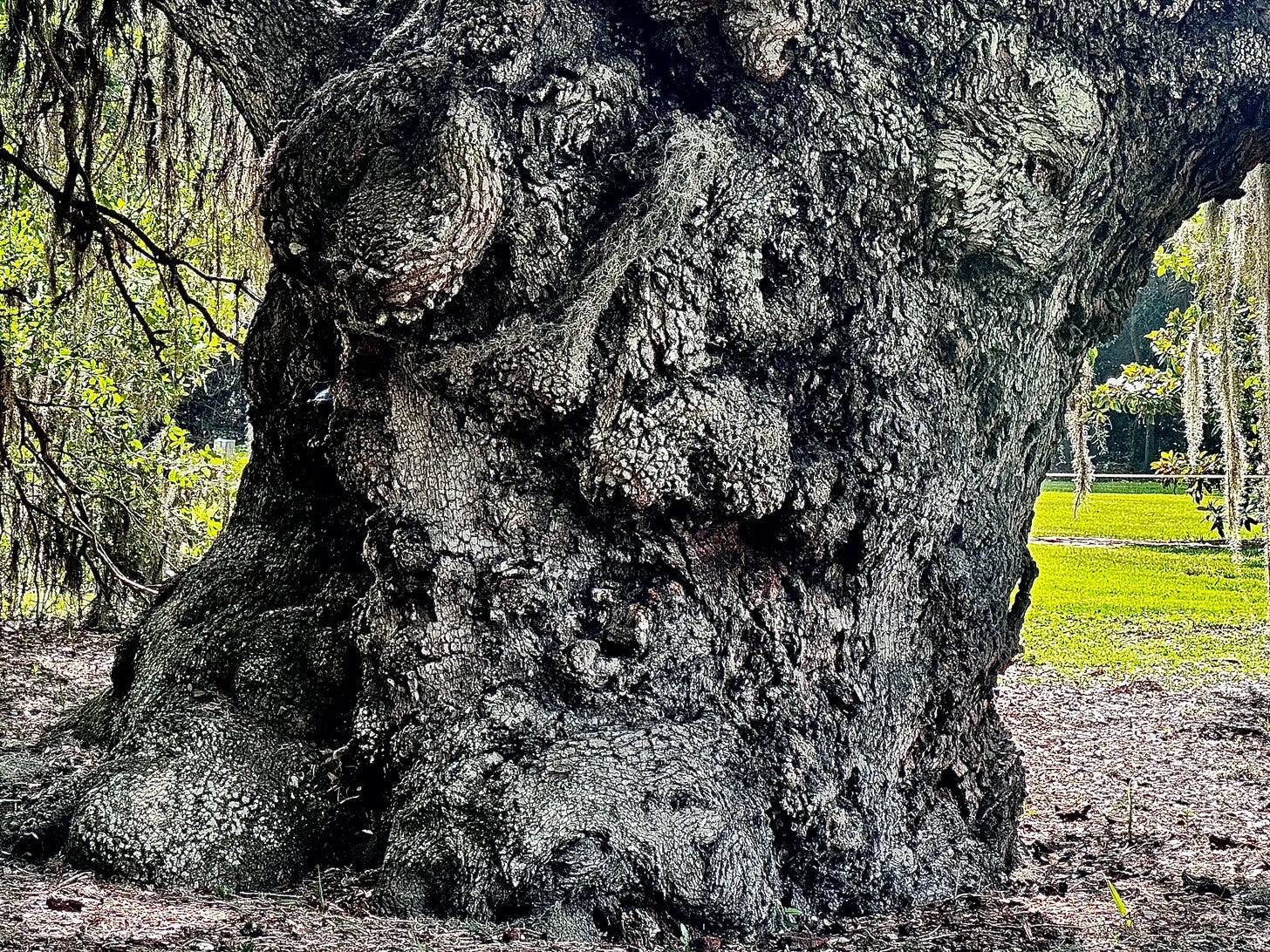 Trunk of the McLeod Oak. Author photograph (June 2026). 