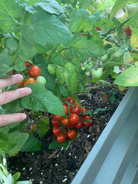 blackberries and shishito peppers