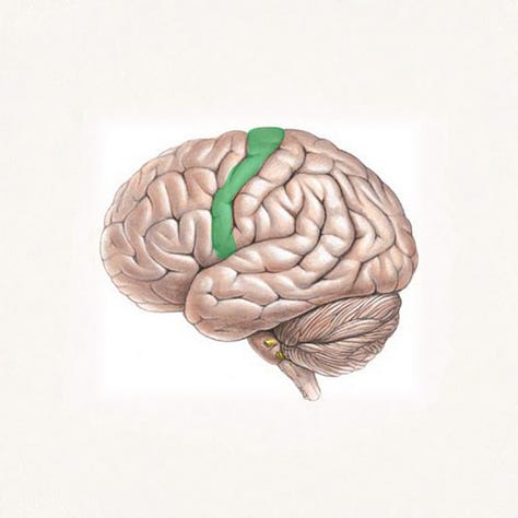 diagrams for the location and representation of the cortical motor homunculus