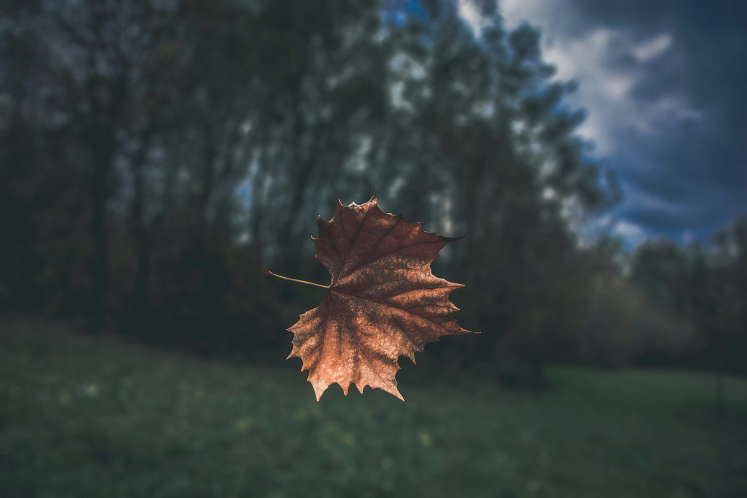 Brown maple leaf in focus with blurry trees in the background.