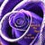 Spiral of the Rose's avatar