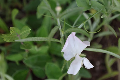 various flowering plants