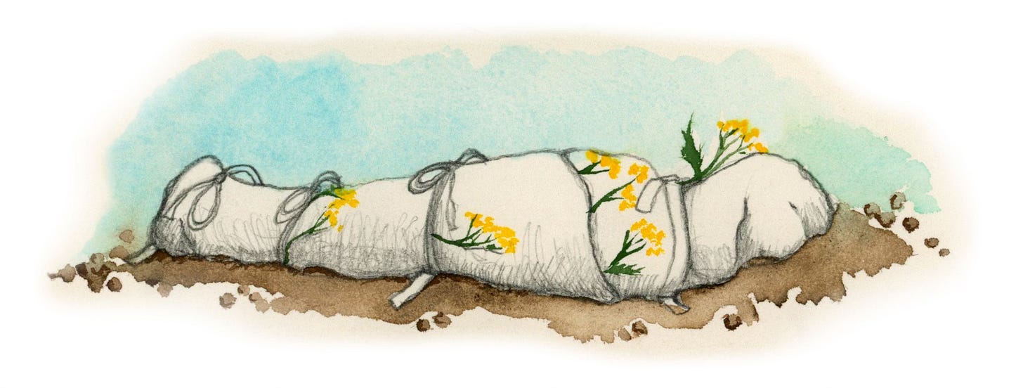 illustration of a shroud with tansy