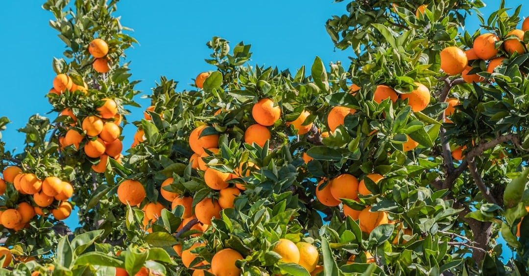 orange fruits under blue sky during daytime orange fruits under blue sky during daytime
