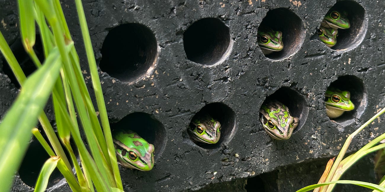 Battling Chytrid: A Conservationist’s Journey to Protect Frog Populations from a Ravaging Panzootic