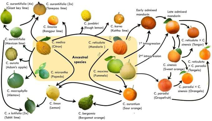 The Citrus Family Fruits : r/coolguides