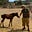 Satya Keyes's avatar