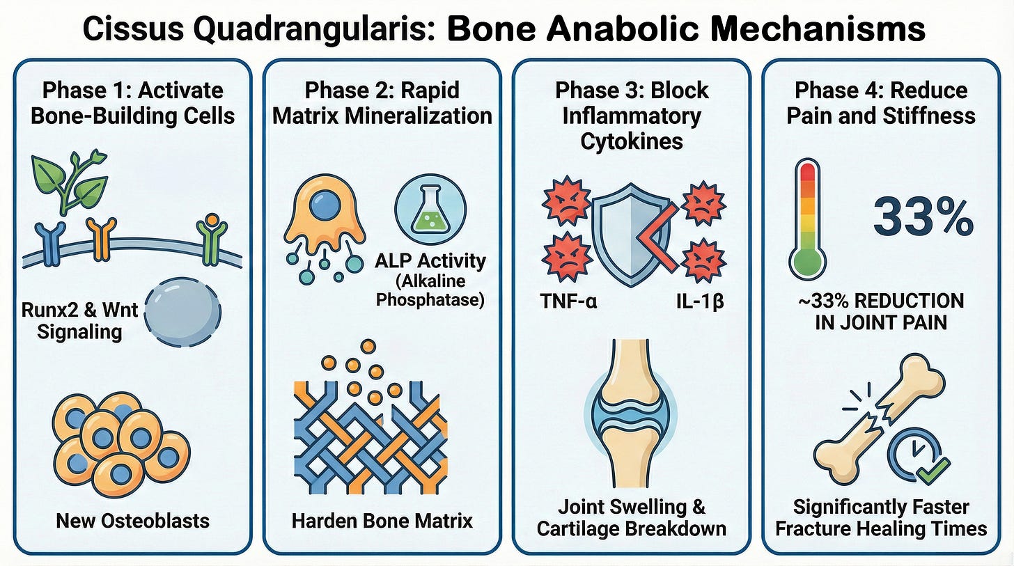 Diagram showing Cissus quadrangularis bone anabolic mechanisms four phases osteoblast activation Runx2 Wnt signaling rapid matrix mineralization ALP alkaline phosphatase activity inflammatory cytokine blockade TNF-alpha IL-1beta joint swelling cartilage protection 33 percent pain reduction faster fracture healing bone matrix hardening