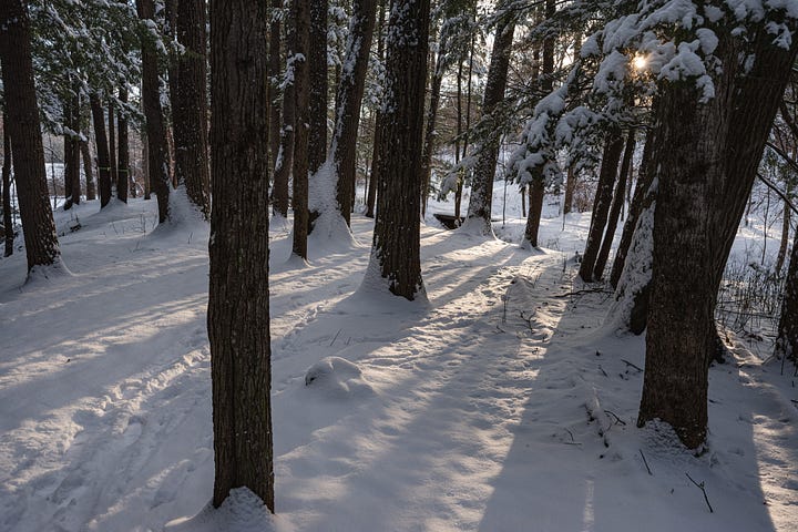 Winter Light, Trees, Shadows