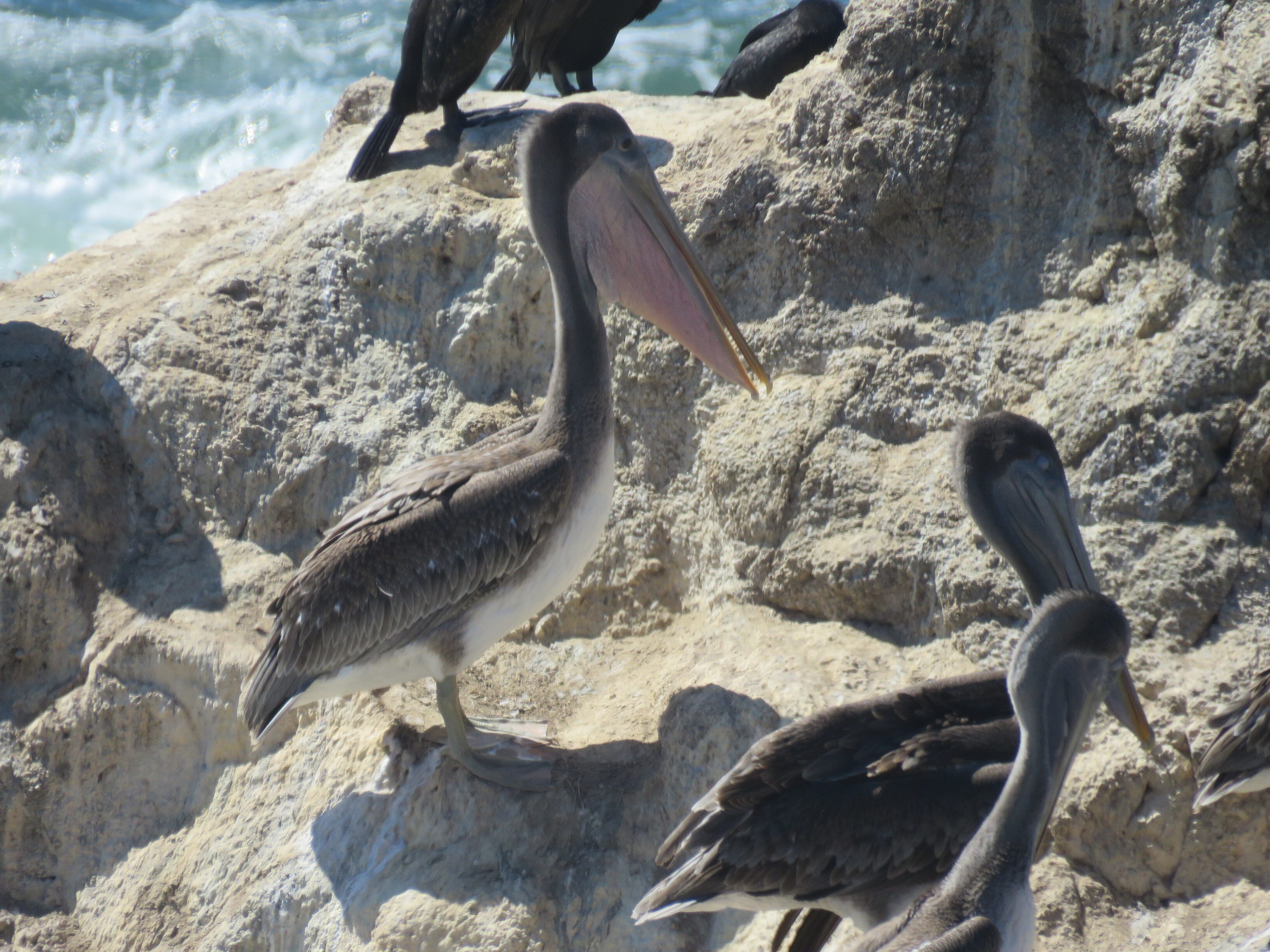 Field Notes: Brown Pelicans of the Sonoma Coast