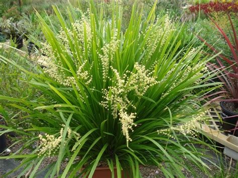 Lomandra Hystrix.jpeg