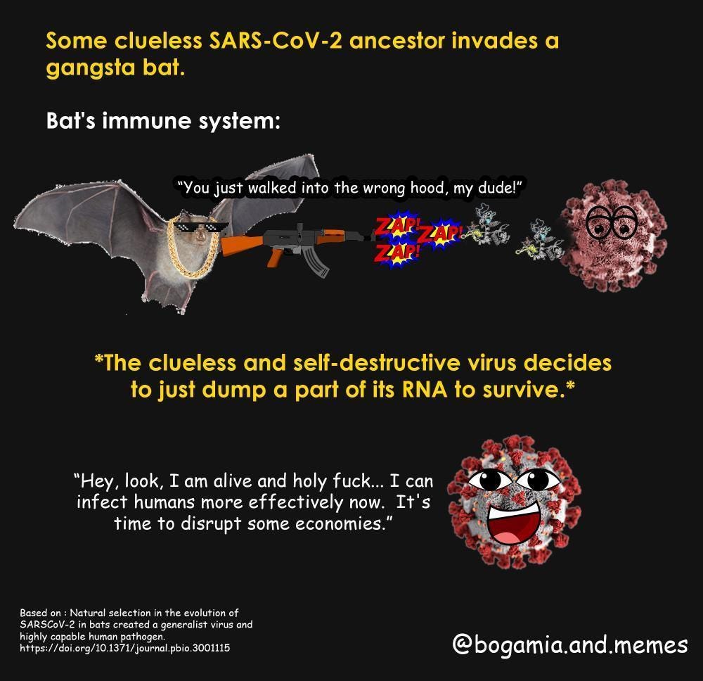A two-part meme about coronavirus evolution. A 'gangsta bat' with sunglasses attacks a coronavirus. The virus survives by 'dumping a part of its RNA' and then celebrates being able to infect humans more effectively.