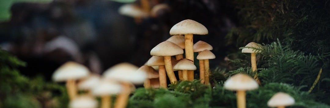 white and brown mushrooms on green grass during daytime