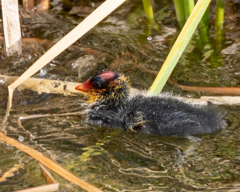20250527-Sewailo-126-Edit.jpg 20250527-Sewailo-126-Edit.jpg