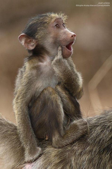 Comedy Wildlife Photography Awards 2023