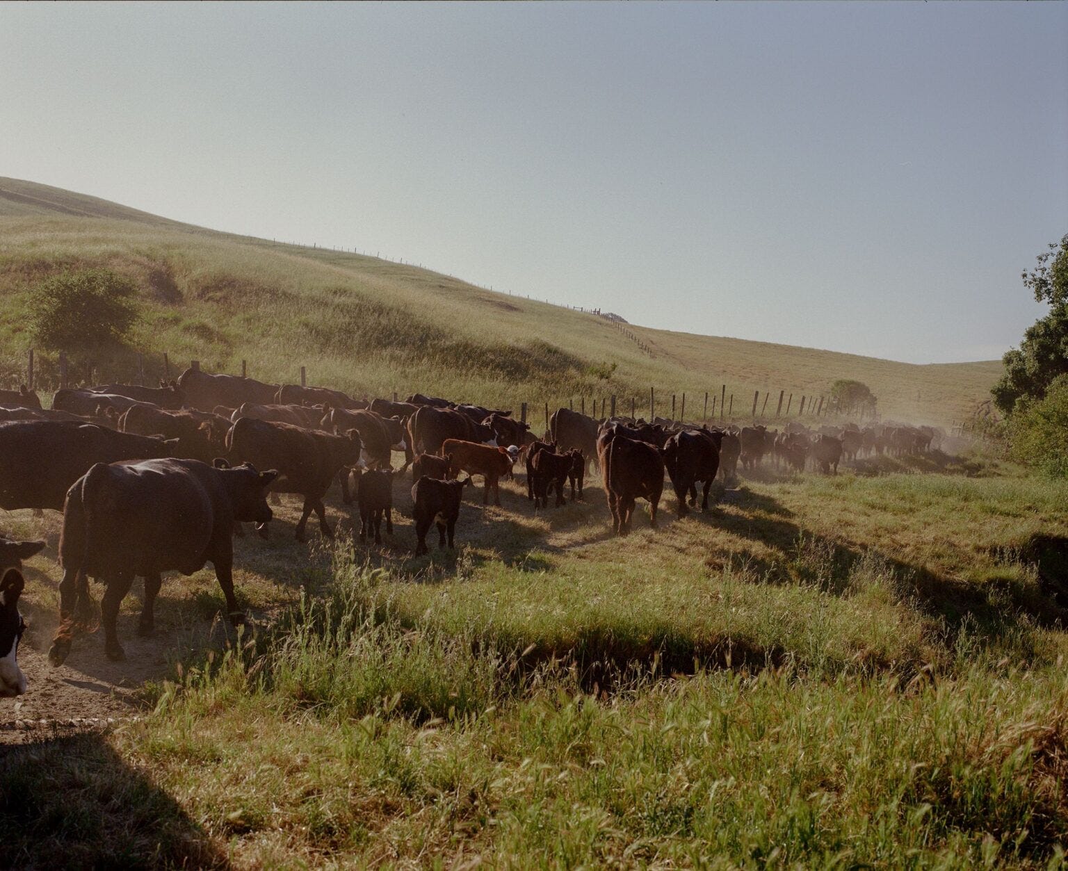 Conservation Ranching WATCH: Why Audubon partners with ranchers to protect grassland birds