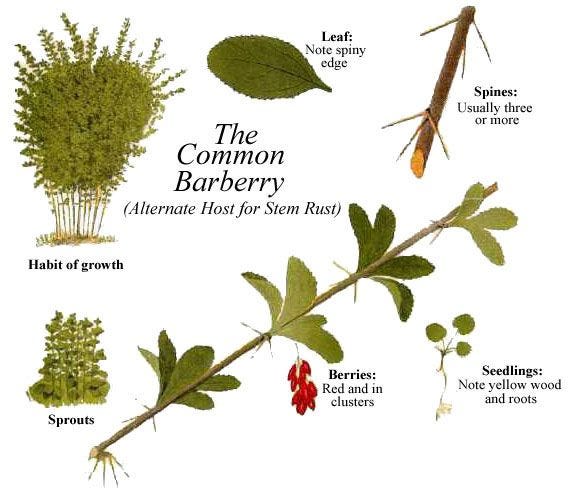 See the source image