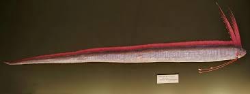 Giant oarfish - Facts, Diet, Habitat ...