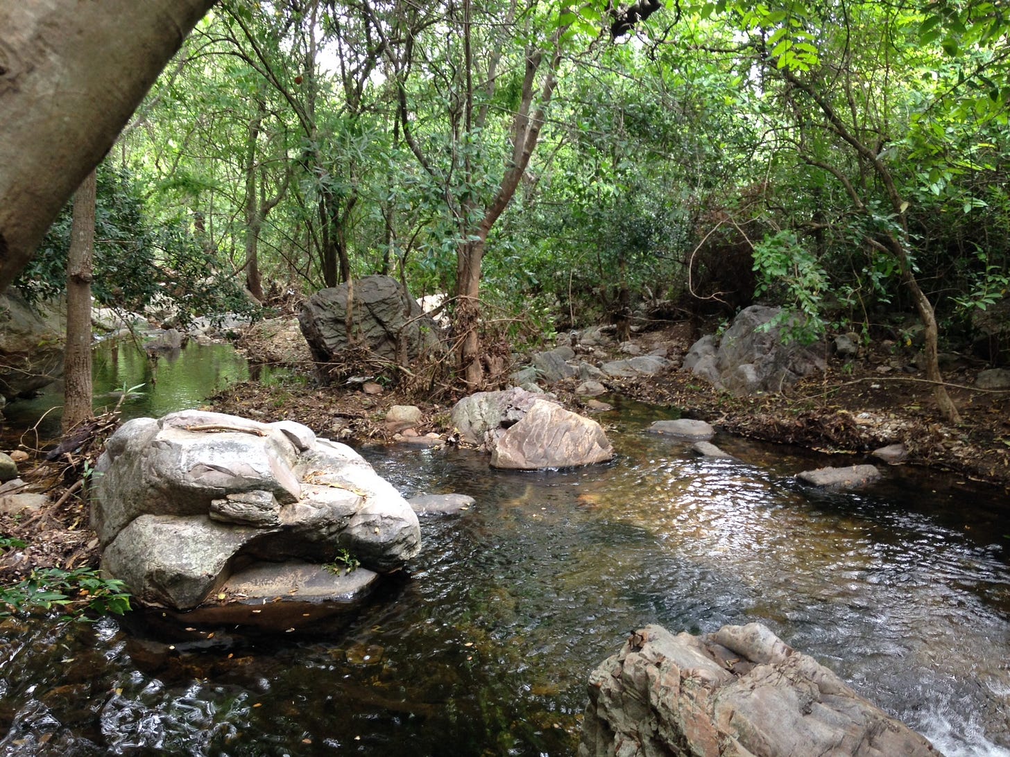 Nagalapuram Forest