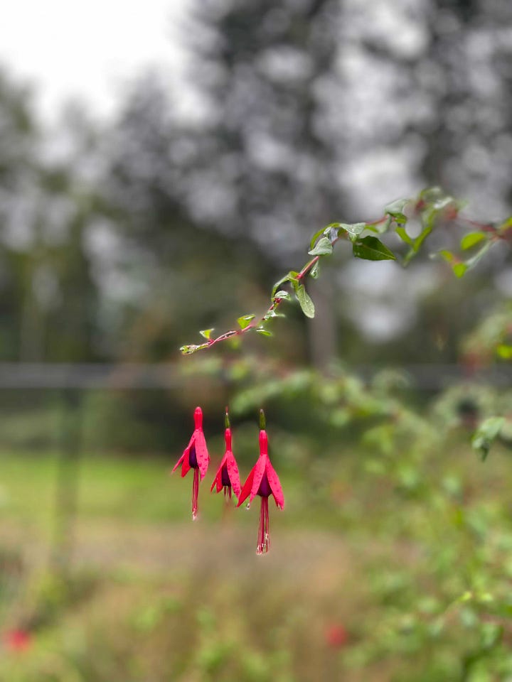 Image 1- 3 magenta flower blooms hanging with moisture on the stamen; image 2- feet extended in a teal anti-gravity hammock