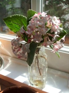 viburnum surrender last