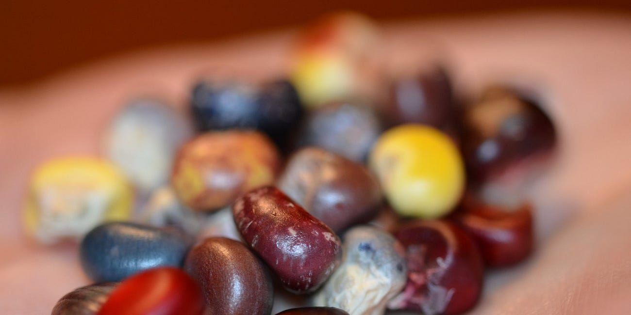 Saving Seeds to Save The Future
