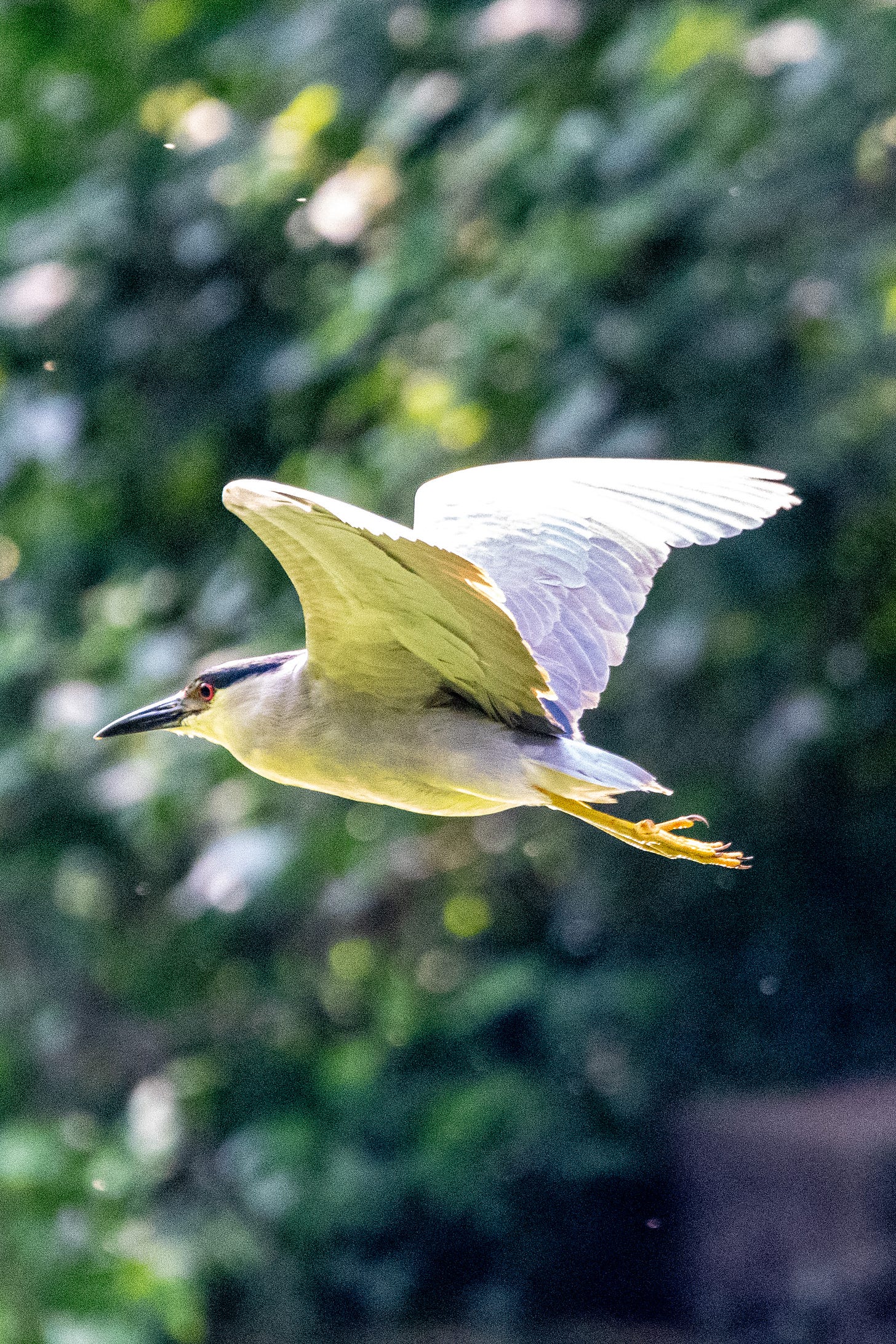 A black-crowned night heron in flight, wings raised